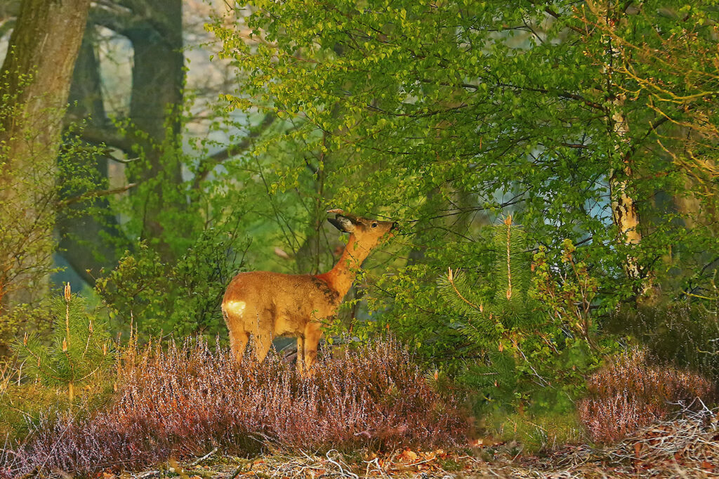 Fouragerend bokje