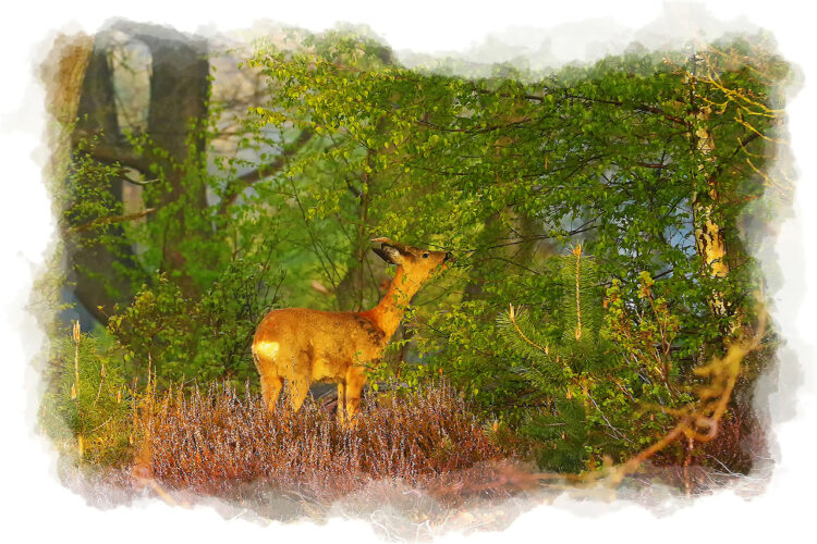 Fouragerend bokje