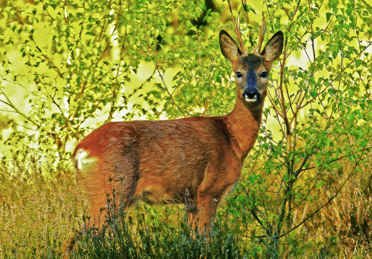 Fouragerend bokje