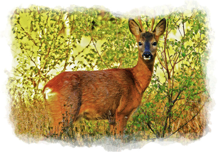 Fouragerend bokje