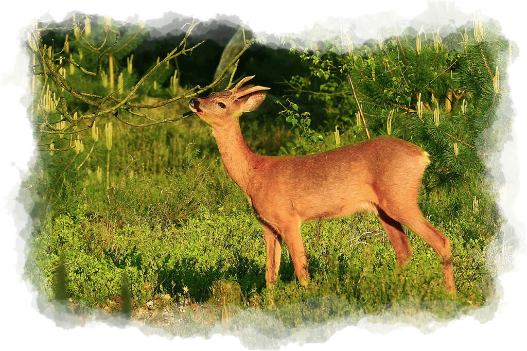 Fouragerend bokje