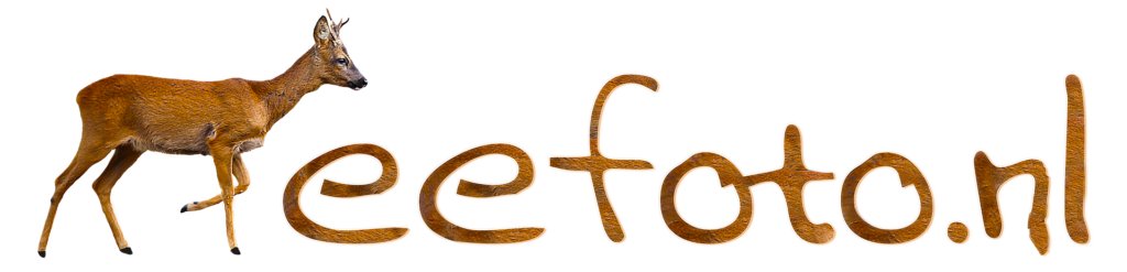 Reefoto logo